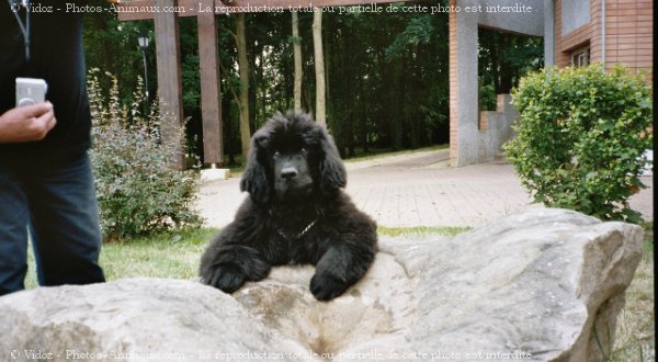 Photo de Chien de terre-neuve