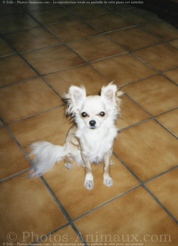 Photo de Chihuahua  poil long