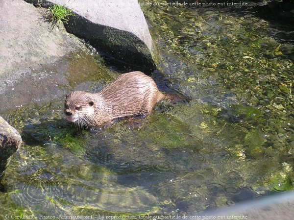 Photo de Loutre