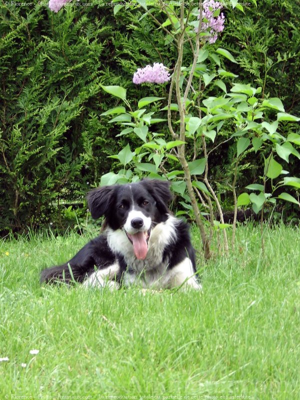 Photo de Border collie