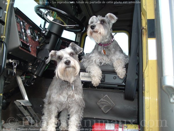 Photo de Schnauzer nain