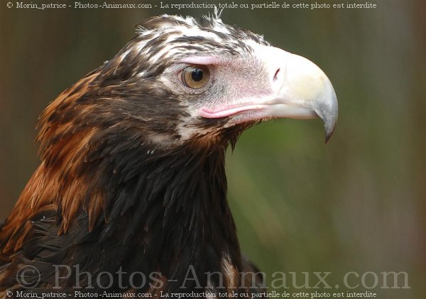 Photo d'Aigle