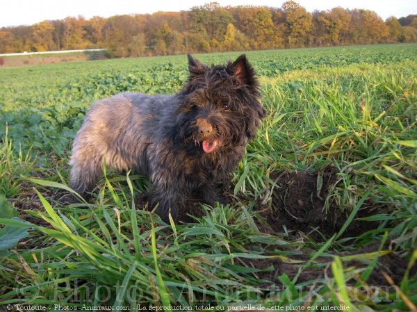 Photo de Cairn terrier