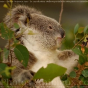 Photo de Koala