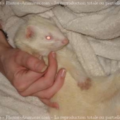 Photo de Furet