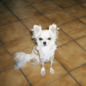 Photo de Chihuahua  poil long