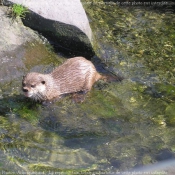 Photo de Loutre