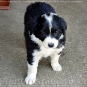 Photo de Border collie