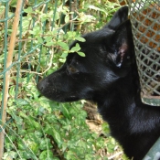 Photo de Schipperke