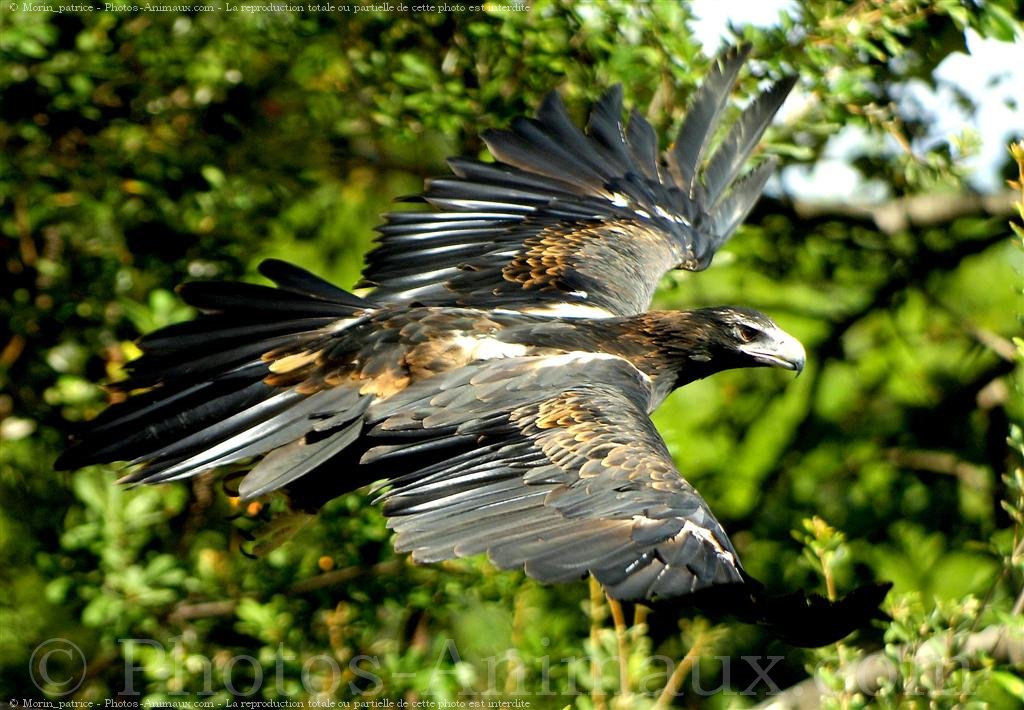 espèce d aigle en 8 lettres