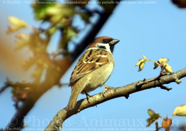 Photo de Moineau