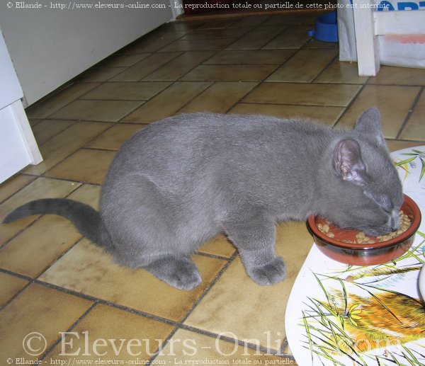 Photo de Chartreux