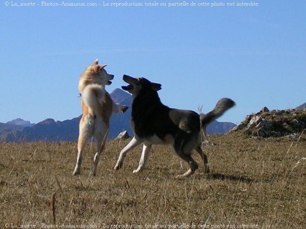 Photo d'Akita inu