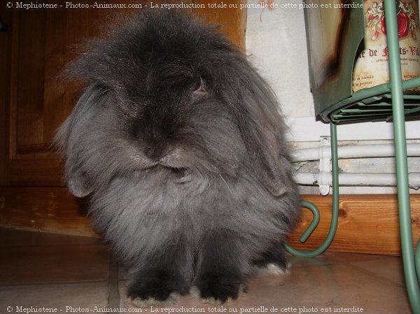 Photo de Lapin