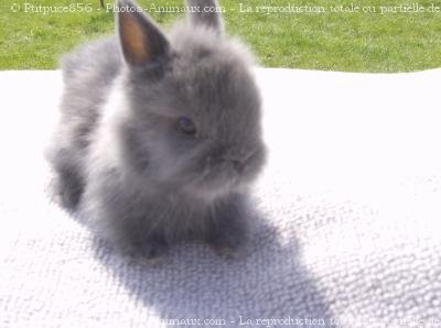 Photo de Lapin