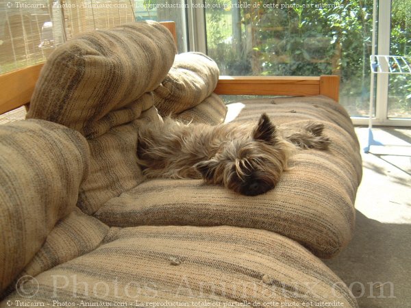 Photo de Cairn terrier