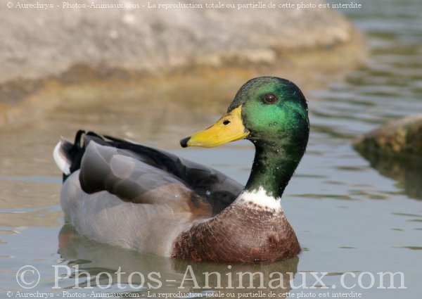 Photo de Canard