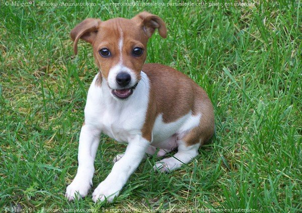 Photo de Jack russell terrier