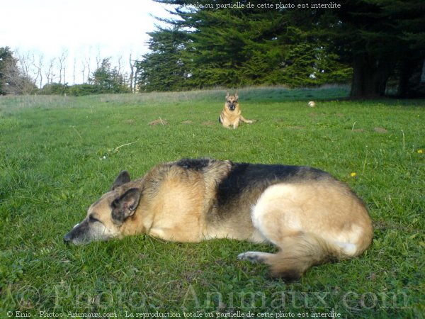 Photo de Berger allemand  poil court