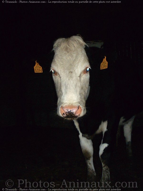 Photo de Vache