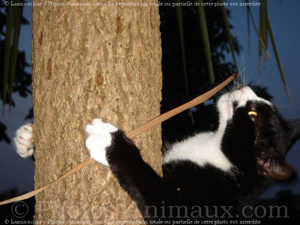 Photo de Chat domestique