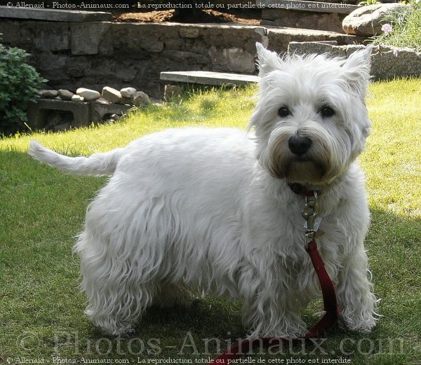 Photo de West highland white terrier