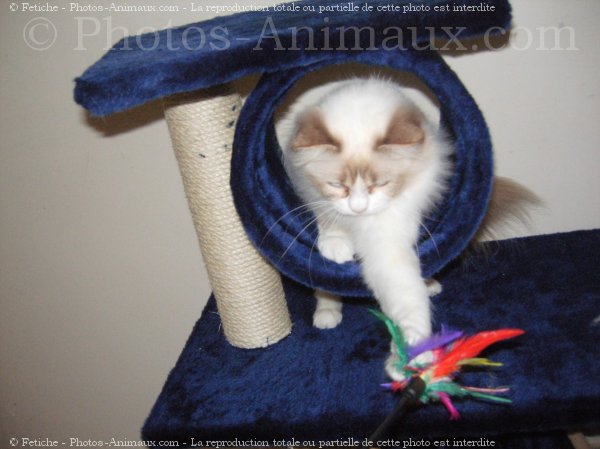 Photo de Ragdoll