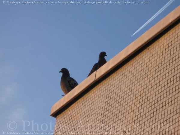 Photo de Pigeon