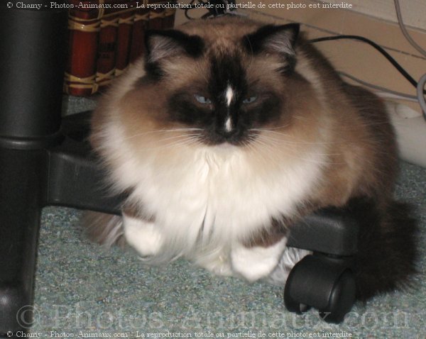 Photo de Ragdoll