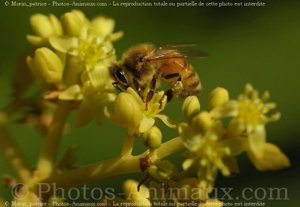 Photo d'Abeille