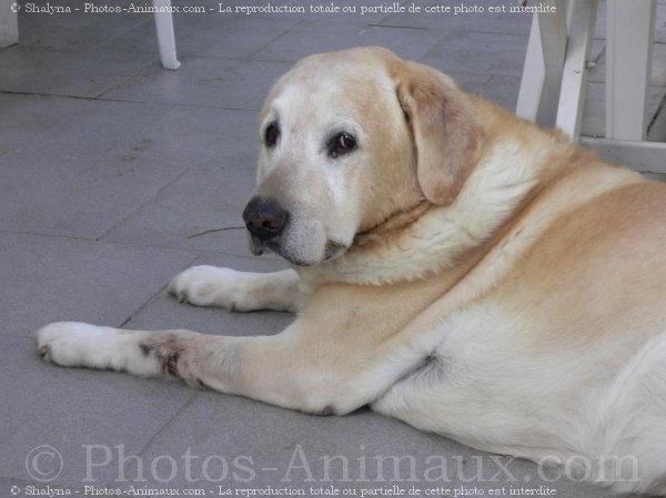 Photo de Labrador retriever