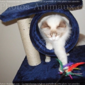 Photo de Ragdoll