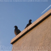 Photo de Pigeon