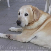 Photo de Labrador retriever