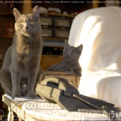 Photo de Chartreux