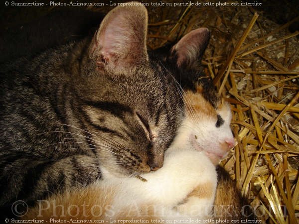 Photo de Races diffrentes