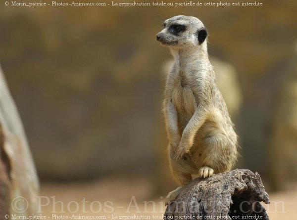 Photo de Suricate