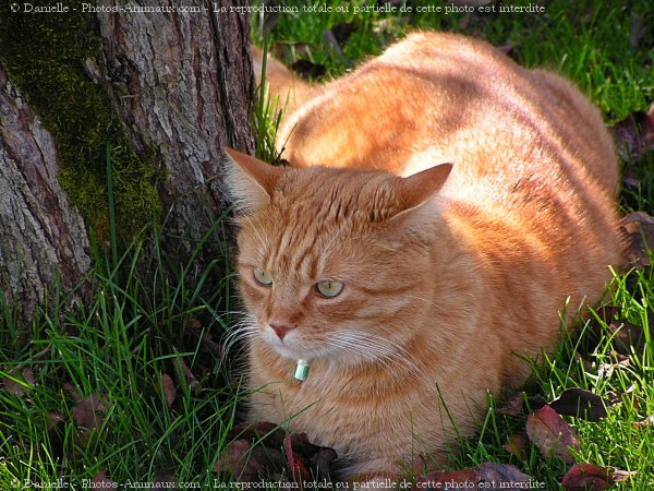 Photo de Chat domestique