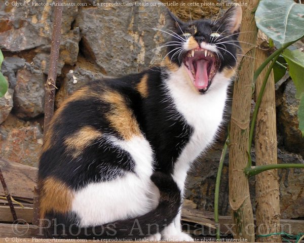 Photo de Chat domestique