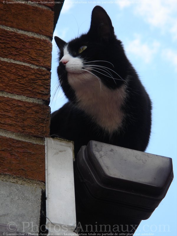 Photo de Chat domestique