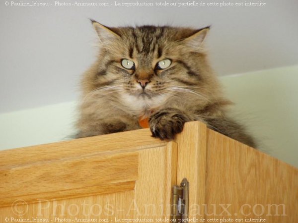 Photo de Chat domestique