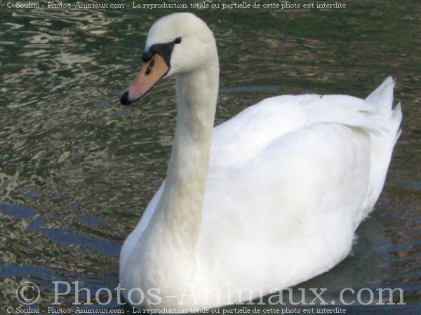 Photo de Cygne