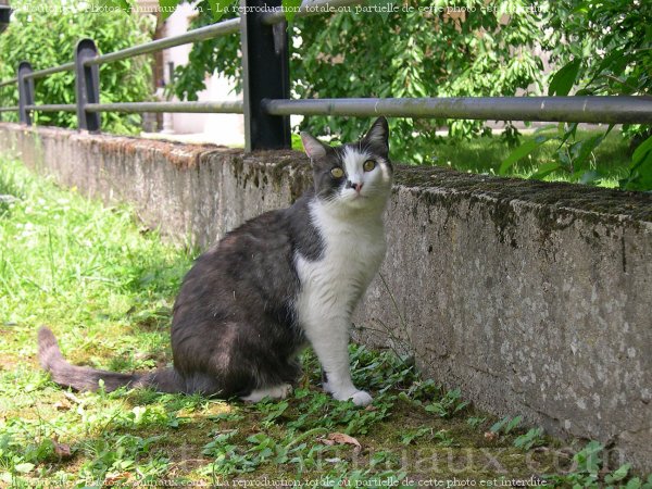 Photo de Chat domestique