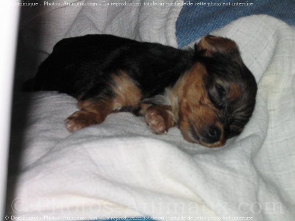 Photo de Yorkshire terrier