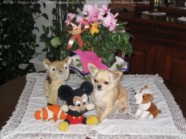 Photo de Chihuahua  poil long