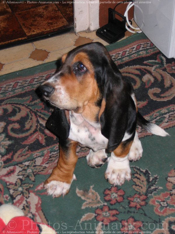 Photo de Basset hound