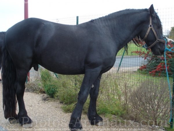 Photo de Poney (toutes races)