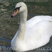 Photo de Cygne