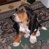 Photo de Basset hound