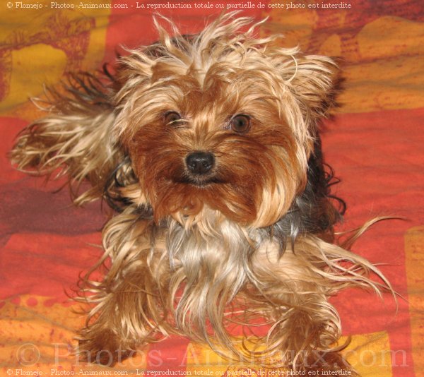 Photo de Yorkshire terrier